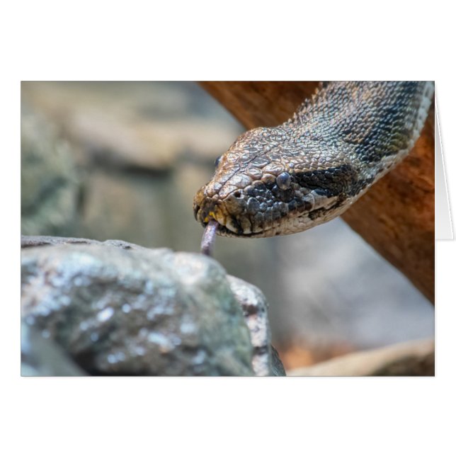 Python (Anverso (Horizontal))