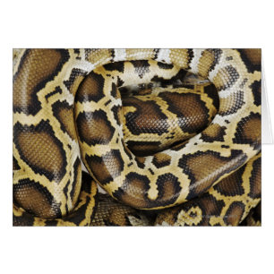 Python birmano