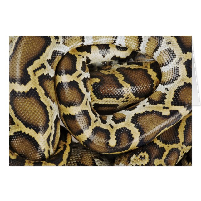 Python birmano (Anverso (Horizontal))