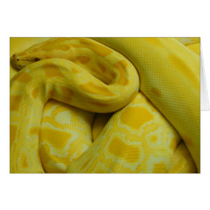 Python birmano amarillo