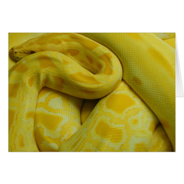 Python birmano amarillo (Anverso (Horizontal))