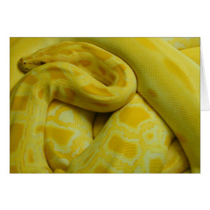 Python birmano amarillo