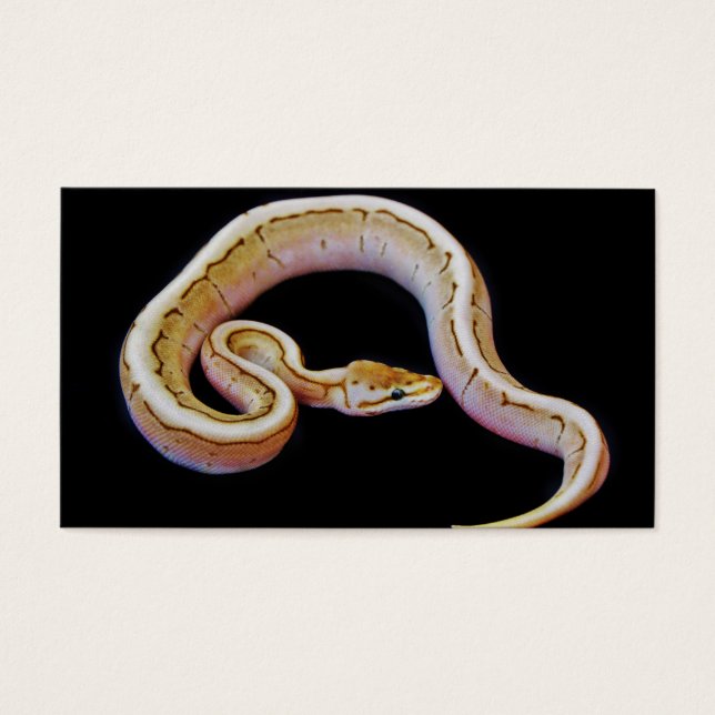 Python de bolas de color claro (Frente)