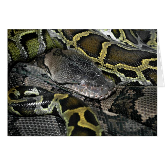Python molurus bivittatus (Anverso (Horizontal))