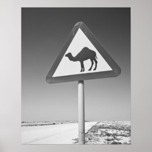 Qatar, Al Zubarah. Señal de cruce de camellos - Ca