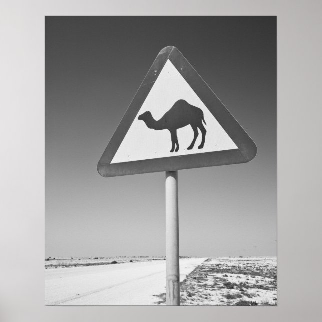 Qatar, Al Zubarah. Señal de cruce de camellos - Ca (Frente)