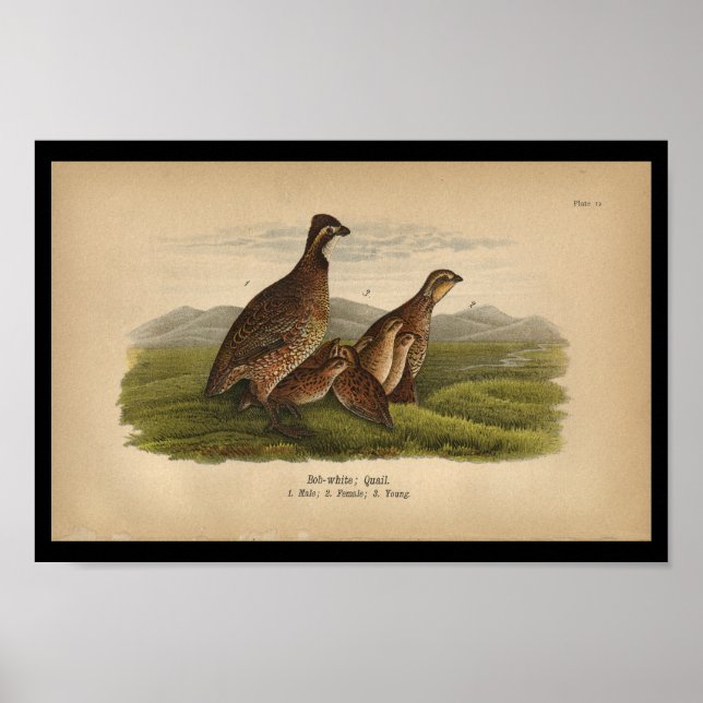 Quail blanco-Bob de impresión de aves de 1890 (Frente)