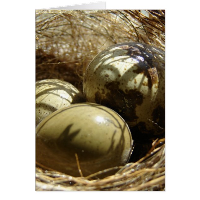 Quail Eggs (Frente)
