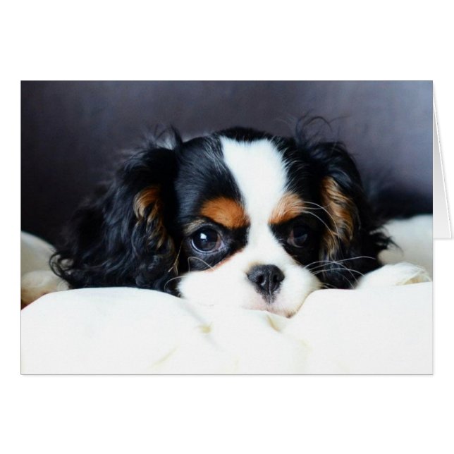 Qué cara (Anverso (Horizontal))