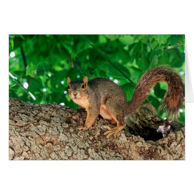 ¿Qué? (color) (Anverso (Horizontal))