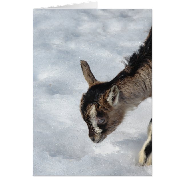 ¿Qué es eso? (Frente)