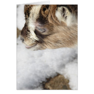 ¿Qué es Nieve? Cabra bebé ve nieve por primera vez