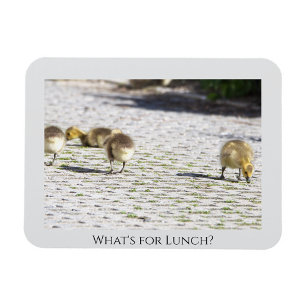 Qué es para el imán del almuerzo