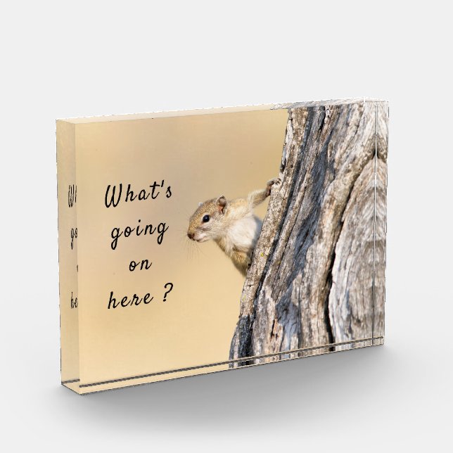 Qué está pasando aquí, foto de ardilla con texto (Izquierda)