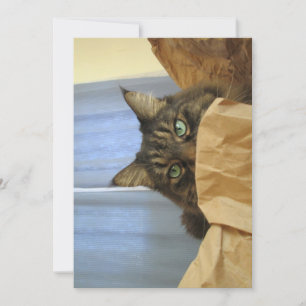 Qué gracioso Maine Coon Kitty No estoy aquí