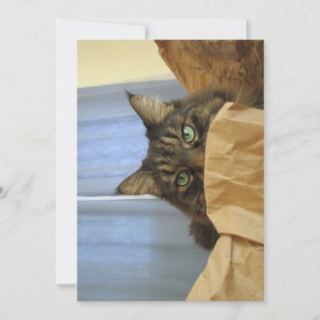 Qué gracioso Maine Coon Kitty No estoy aquí (Anverso)