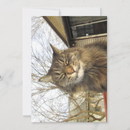 Qué gracioso Maine Coon Kitty tan feliz