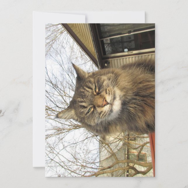 Qué gracioso Maine Coon Kitty tan feliz (Anverso)