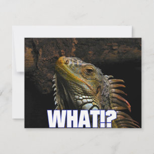 ¿¡Qué!? Iguana