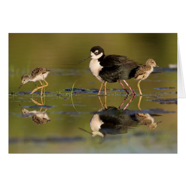 Qué lindas chicas (Anverso (Horizontal))