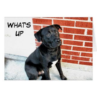 Qué pasa con el labrador negro