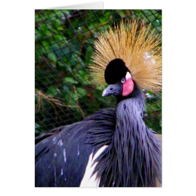 Qué pasa, Hi_Card (Frente)