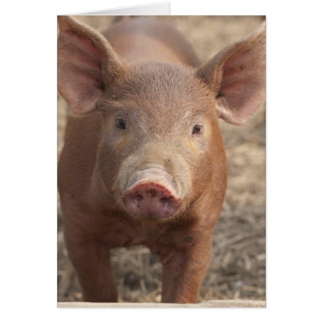 ¿Qué usted dijo? (Frente)