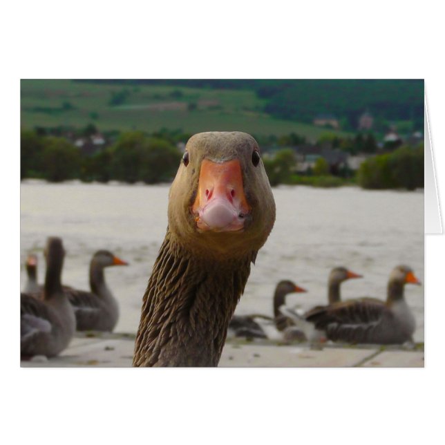 ¿Qué usted está mirando? (Cara divertida del (Anverso (Horizontal))