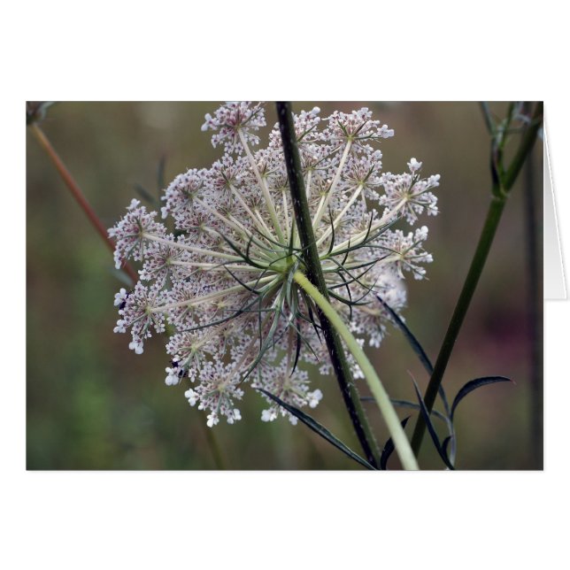 Queen Anne Lace (Anverso (Horizontal))