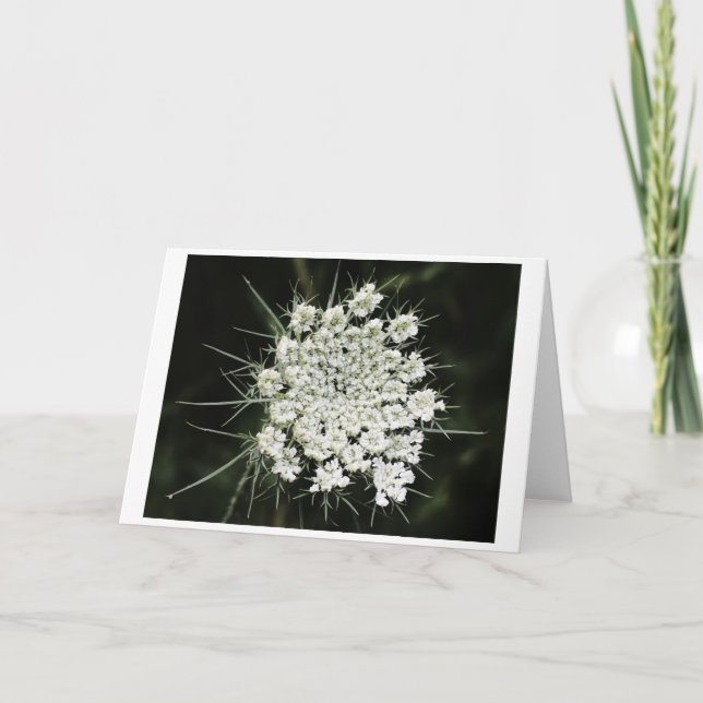 Queen Anne's Lace, tarjeta (Anverso)