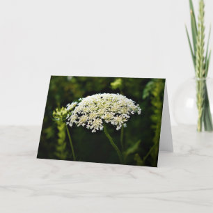 Queen Anne's Lace, tarjeta