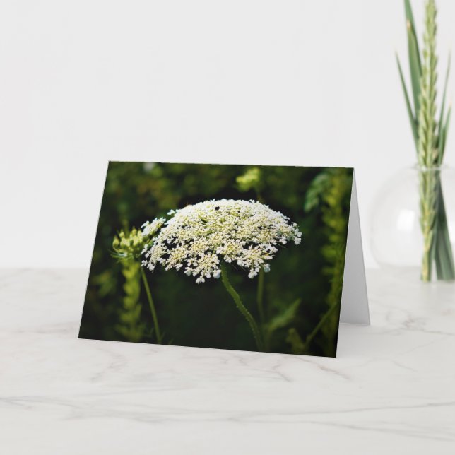 Queen Anne's Lace, tarjeta (Anverso)