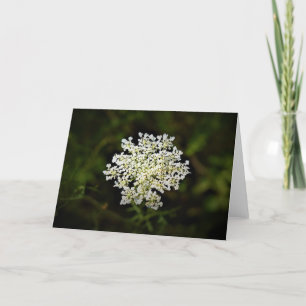 Queen Anne's Lace, tarjeta