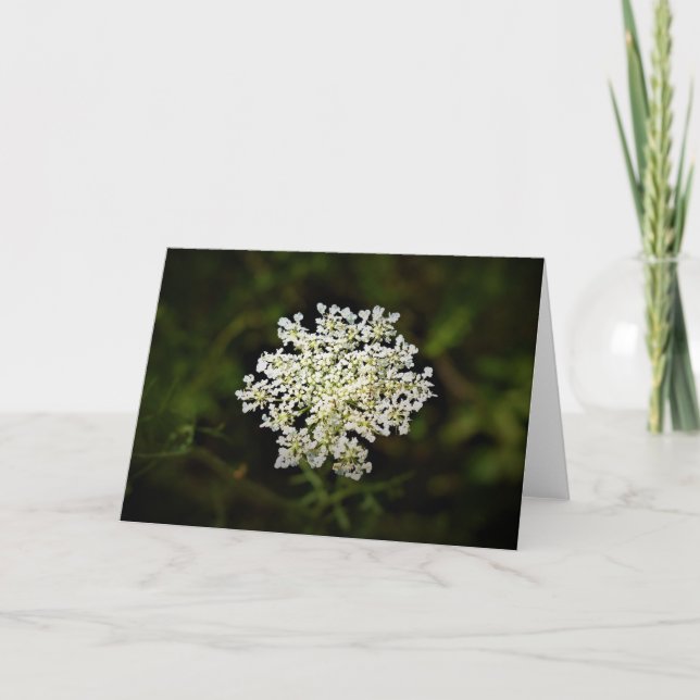 Queen Anne's Lace, tarjeta (Anverso)