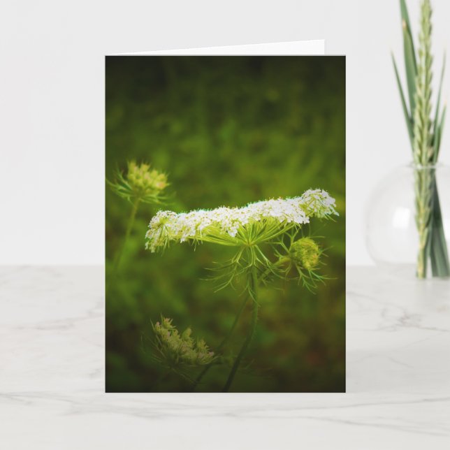 Queen Anne's Lace, tarjeta (Anverso)