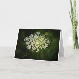 Queen Anne's Lace, tarjeta
