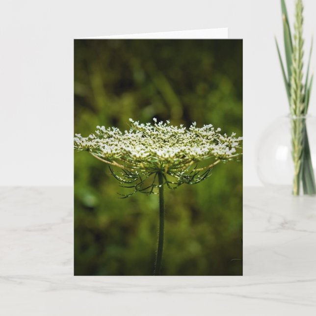 Queen Anne's Lace, tarjeta (Anverso)