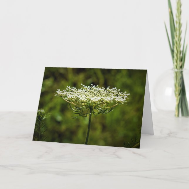 Queen Anne's Lace, tarjeta (Anverso)