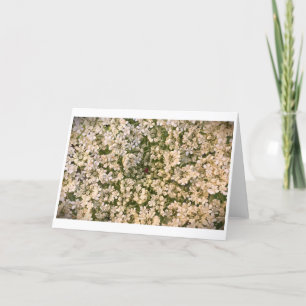 Queen Anne's Lace, tarjeta