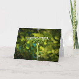 Queen Anne's Lace, tarjeta