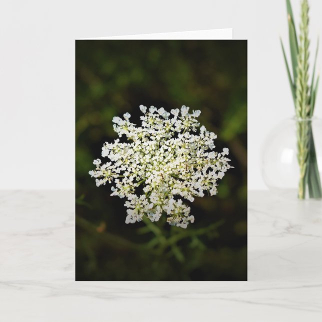 Queen Anne's Lace, tarjeta (Anverso)