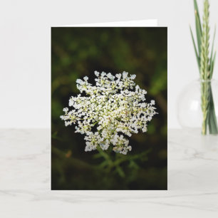 Queen Anne's Lace, tarjeta