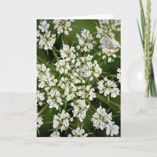 Queen Anne's Lace, tarjeta (Anverso)