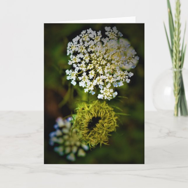 Queen Anne's Lace, tarjeta (Anverso)