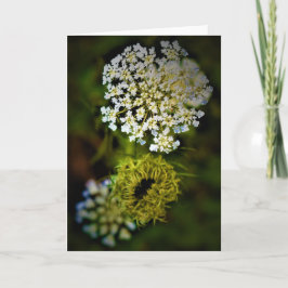 Queen Anne's Lace, tarjeta