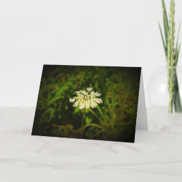 Queen Anne's Lace, tarjeta