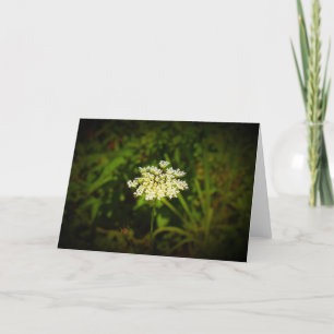 Queen Anne's Lace, tarjeta