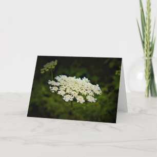 Queen Anne's Lace, tarjeta