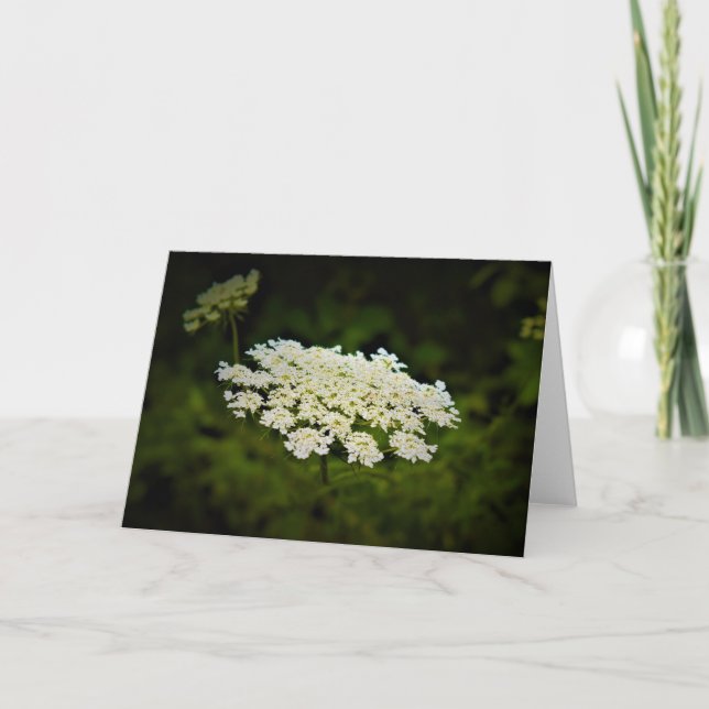 Queen Anne's Lace, tarjeta (Anverso)
