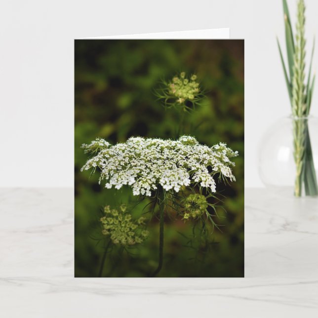 Queen Anne's Lace, tarjeta (Anverso)